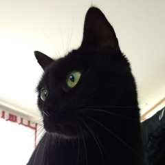 Phibie photo